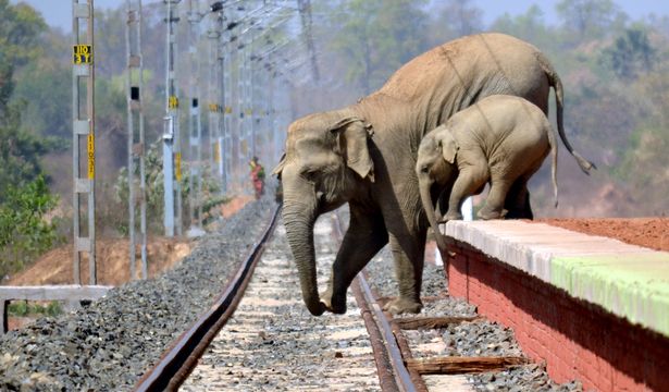 elephants in india 3