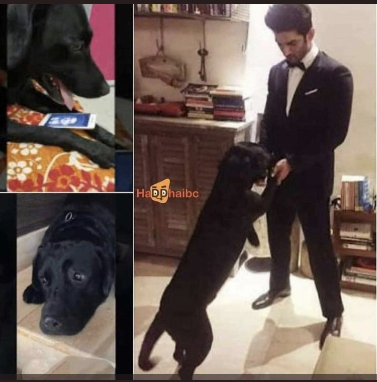Sushant Singh Rajput Dog 2