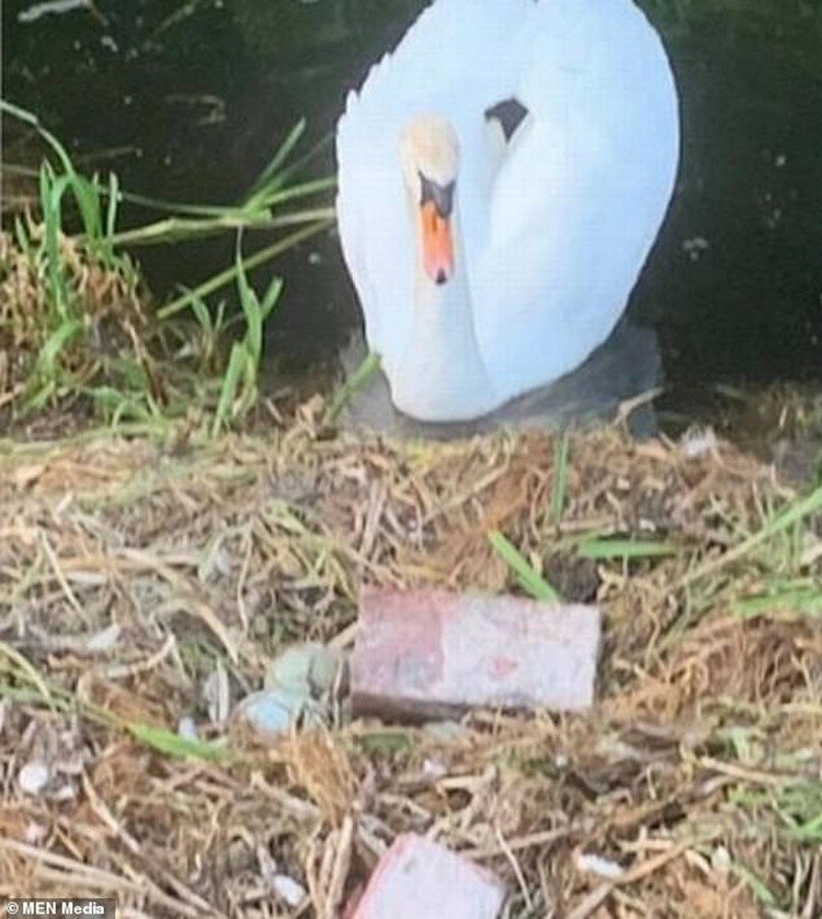 Mother Swan Died