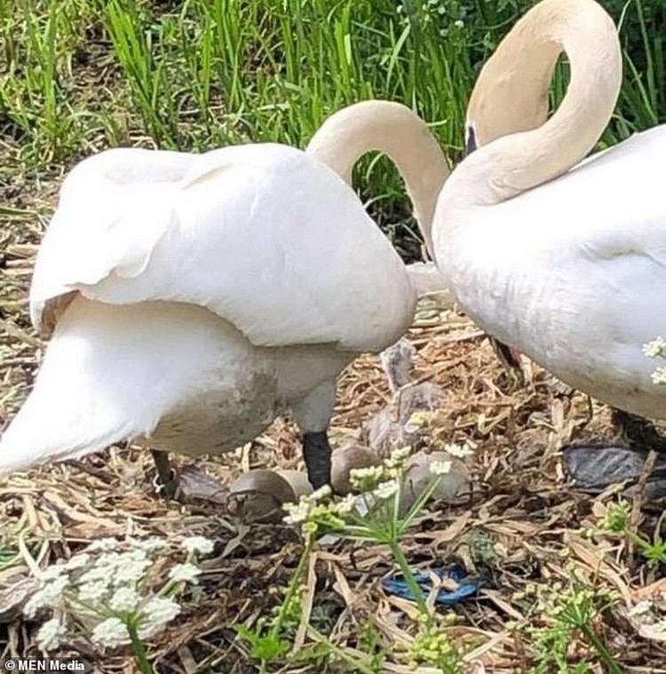Mother Swan Died 3
