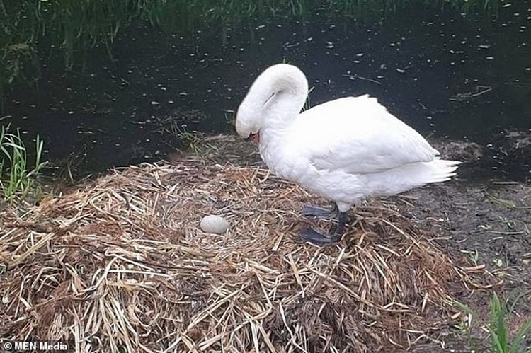 Mother Swan Died