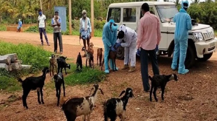 Karnataka Goats Quarantined 1
