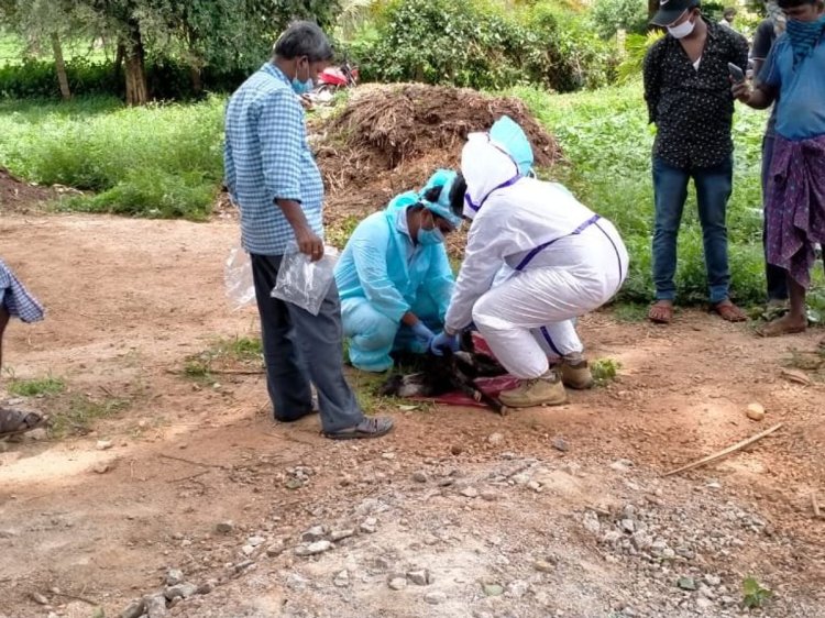 Karnataka Goats Quarantined 2