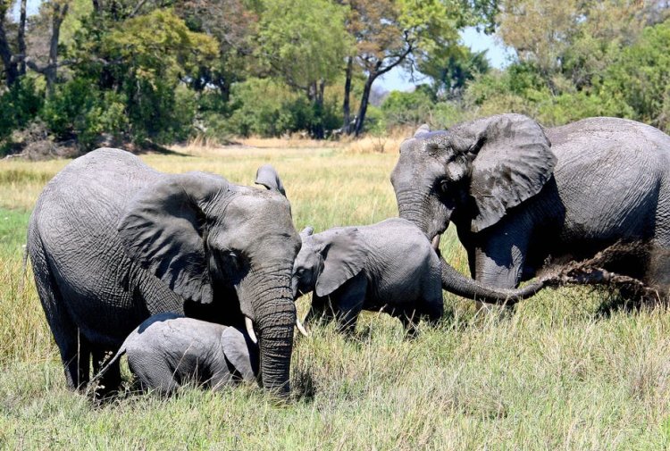 Elephant Botswana 2