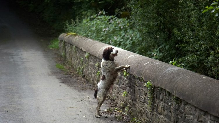 Dog Jumped Off 4th Floor After Seeing Owner Dead, Can Dogs Commit