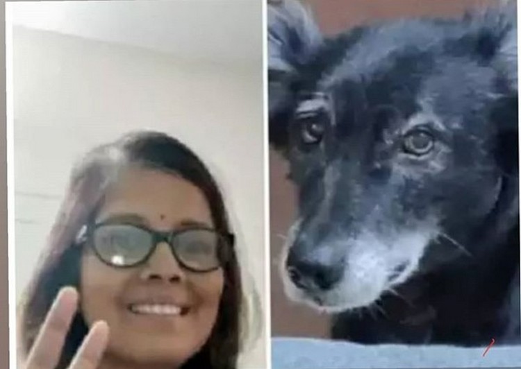 Dog Jumped Off 4th Floor
