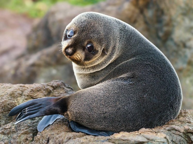 Baby Seal