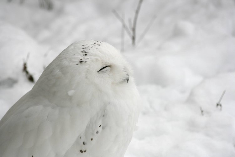 Animals With Camouflage 2