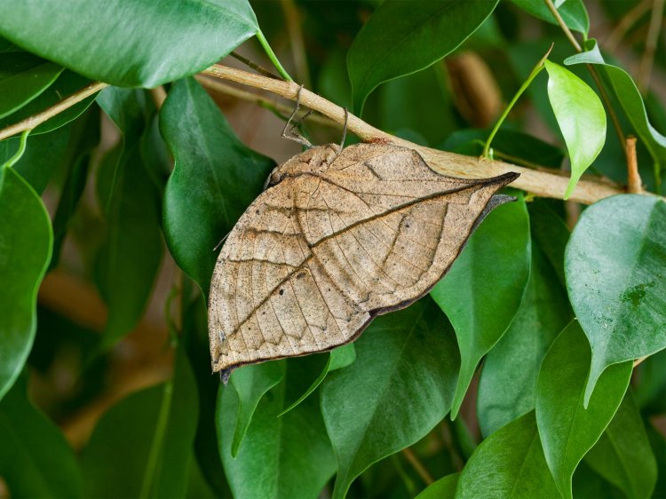Animals With Camouflage 3
