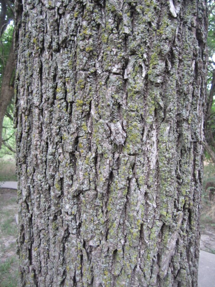 Animals With Camouflage 5