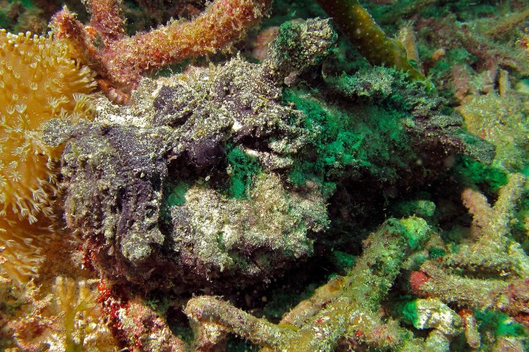 Animals With Camouflage 8