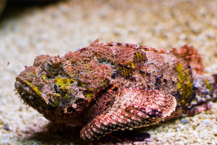 10 Animals With Craziest Camouflage That Easily Trick