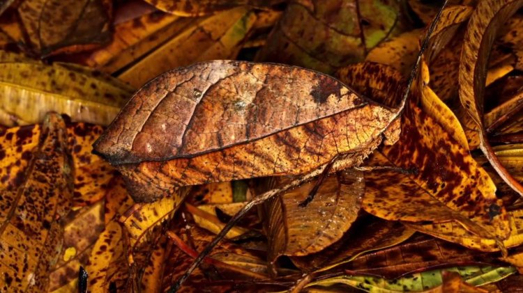 Animals With Camouflage 10