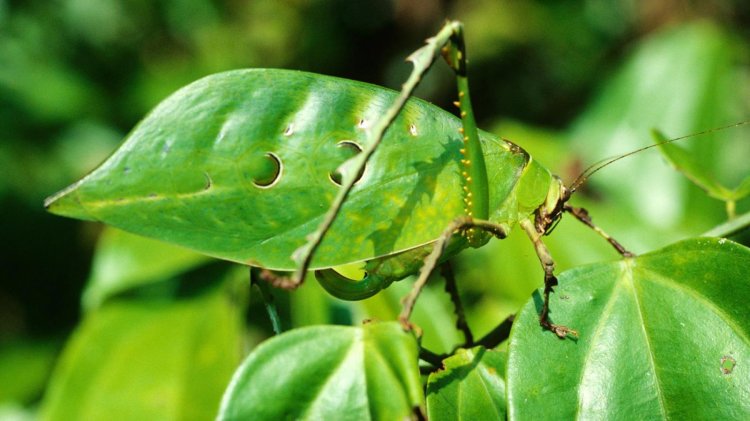Animals With Camouflage 11