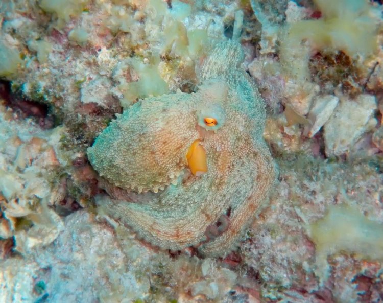 Animals With Camouflage 12