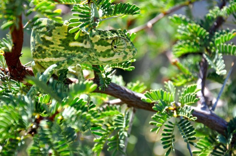 Animals With Camouflage 13