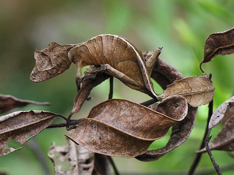 10 Animals With Craziest Camouflage That Easily Trick Human Eyes