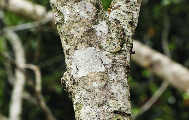 Animals With Camouflage 15