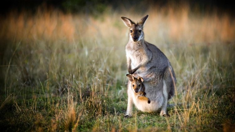 Kangaroo2