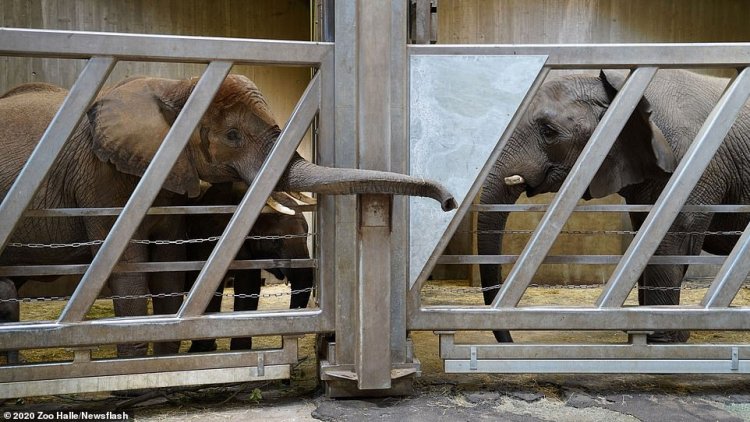 Elephant Family 2