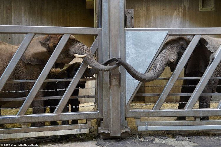 Elephant Family