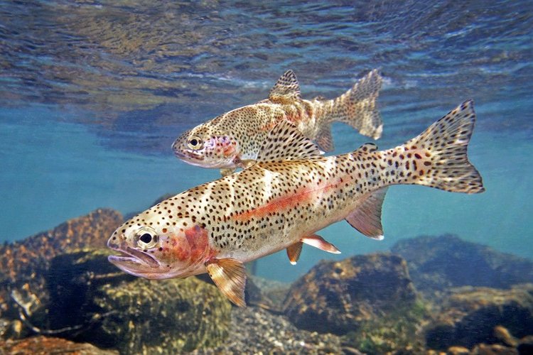 Rainbow Trout Food Rich In Vitamin B12