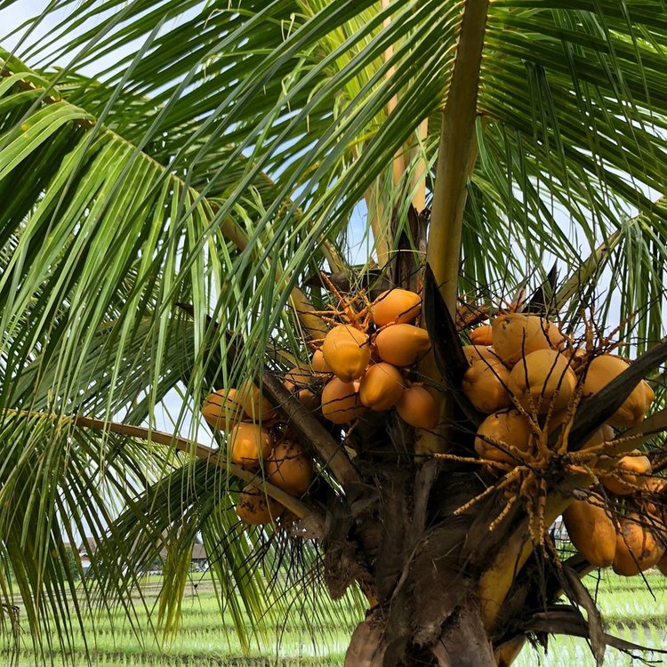 Coconut In Bali