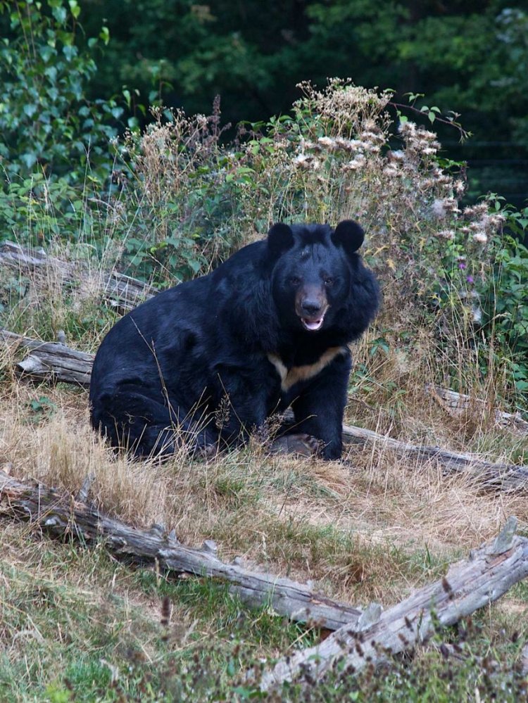 Japanese Bear