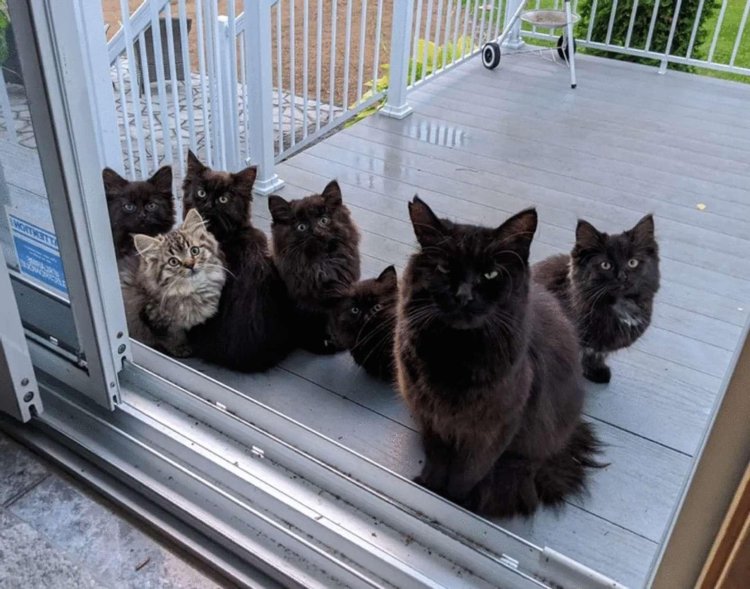 Stray Cat Visit Woman 1