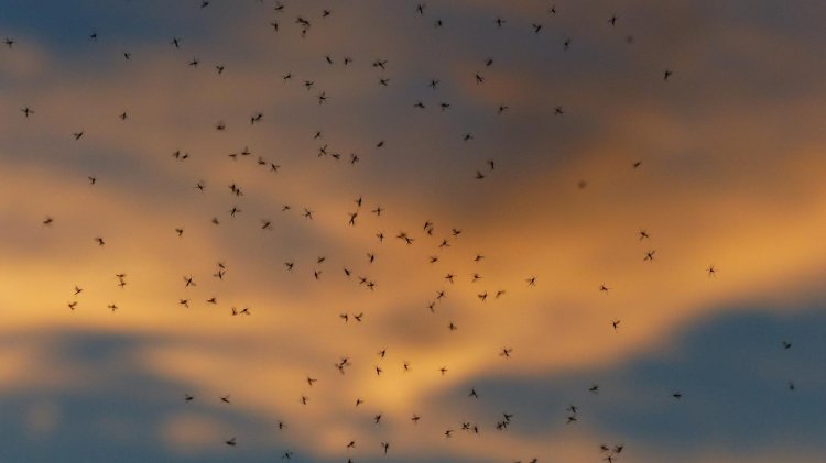 Mosquitoes At Dusk