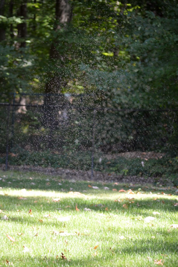 Mosquitoes In Shaded Areas