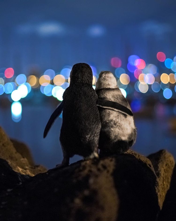 Penguin 3