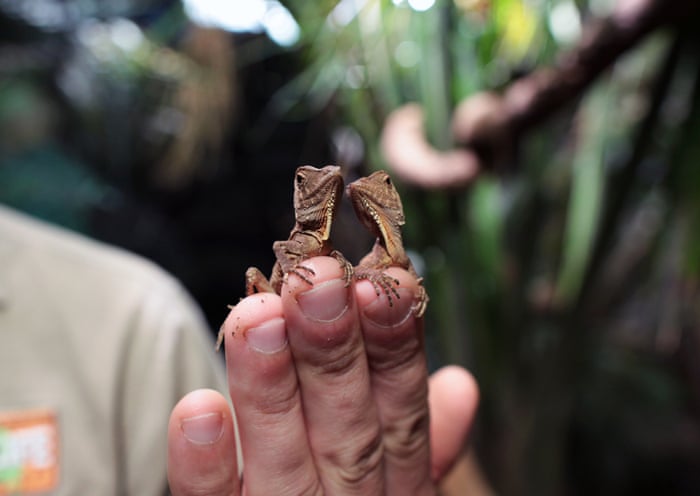 Baby Forest Dragons
