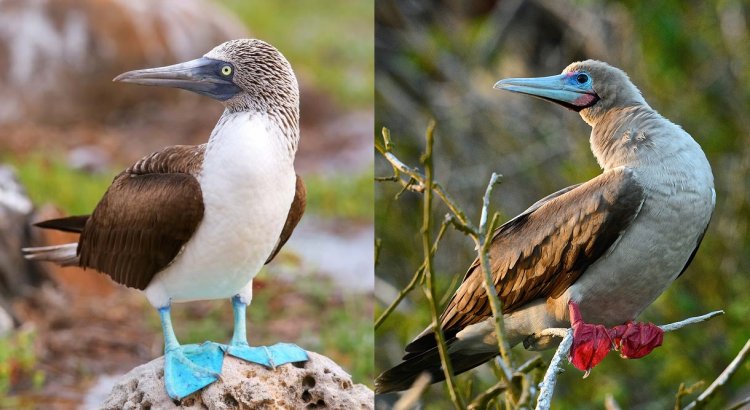 Birds With The Most Stylish Kicks
