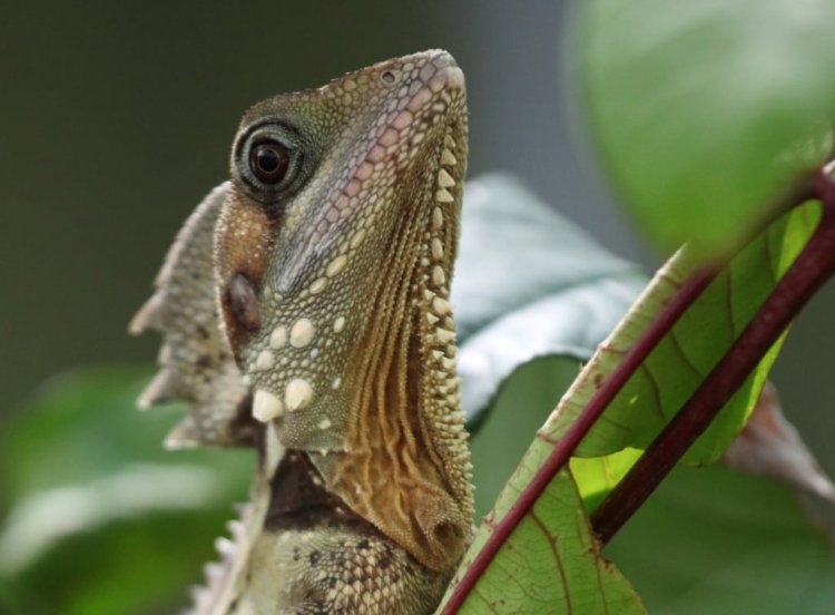 Boyds Forest Dragon