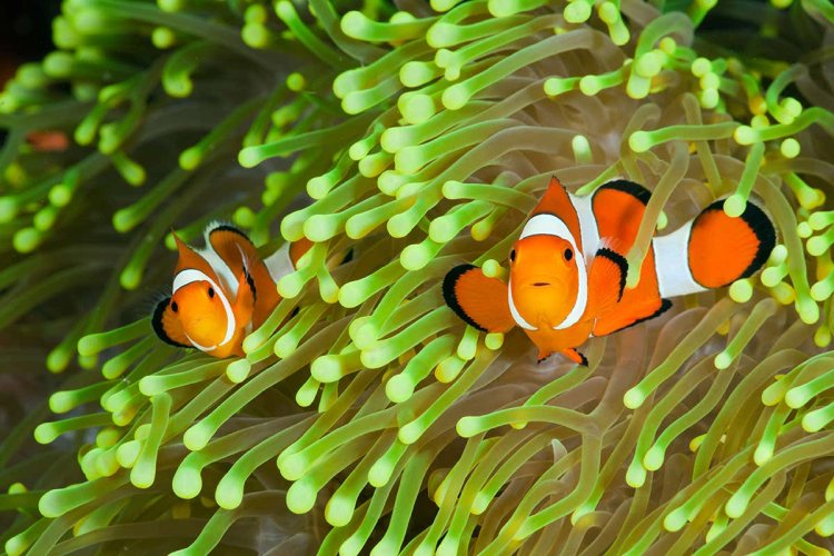 Clownfish