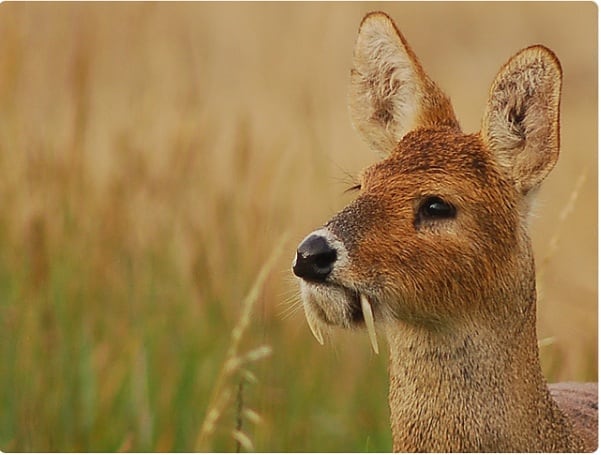 Deers With Vampire Fangs