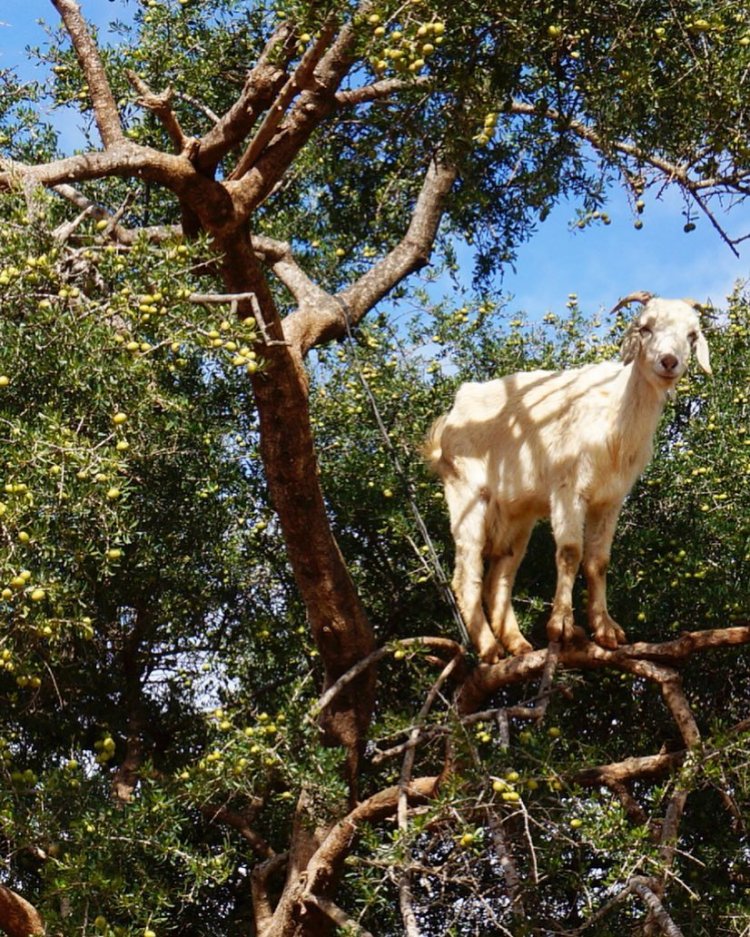 Goats On The Tree 2