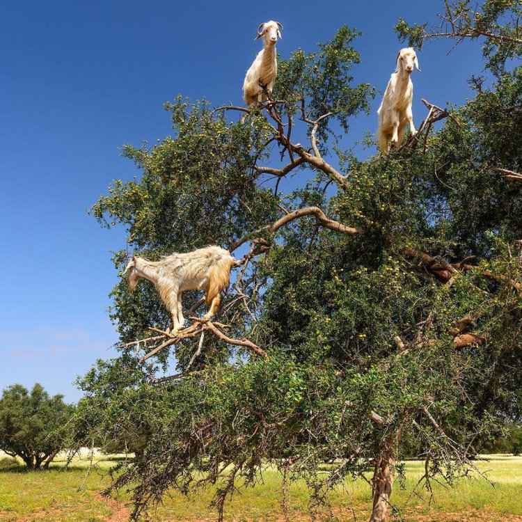 Goats On The Tree