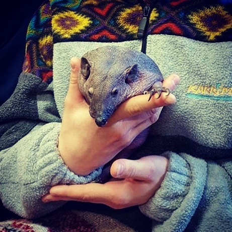 Hedgehogs That Are Bald