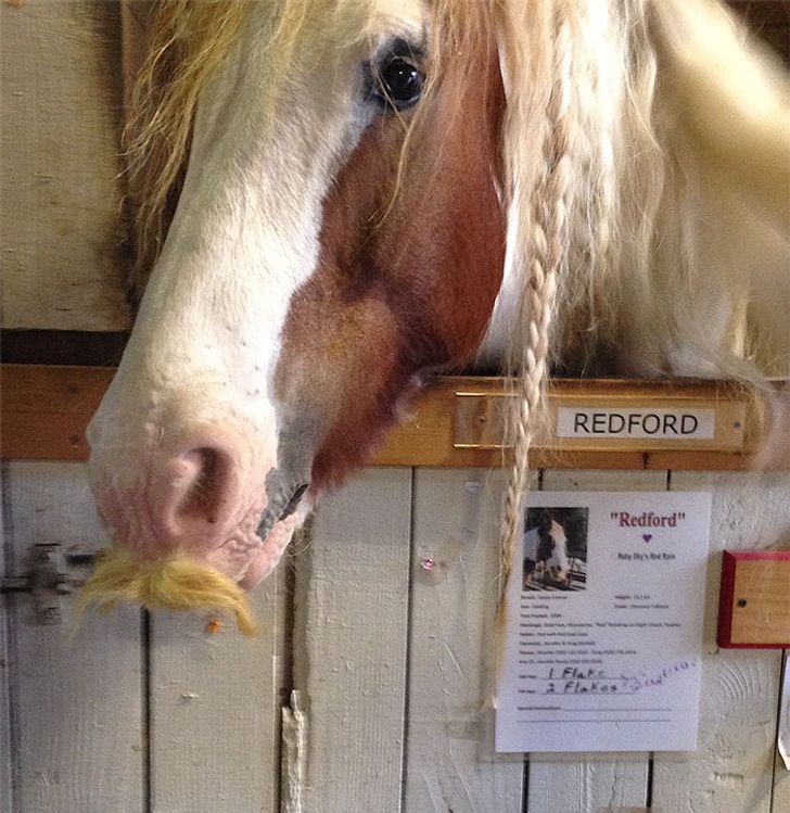 Horses With A Mustache