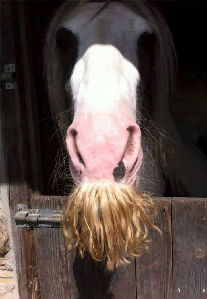 Horses With A Mustache 1