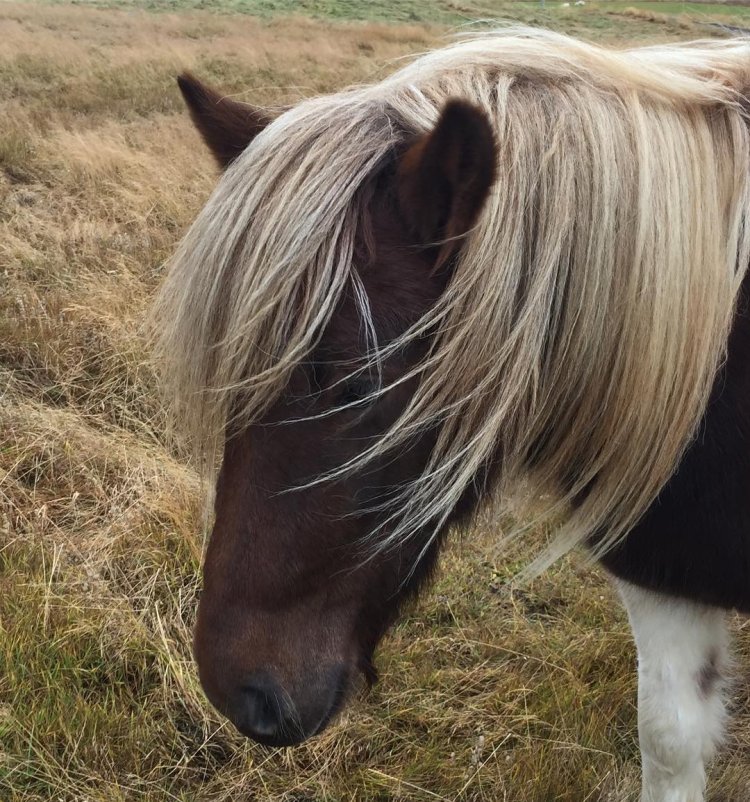 Horses With Pantene Hair