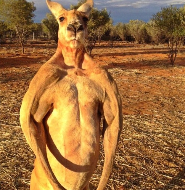Kangaroos With A Lot Of Muscles