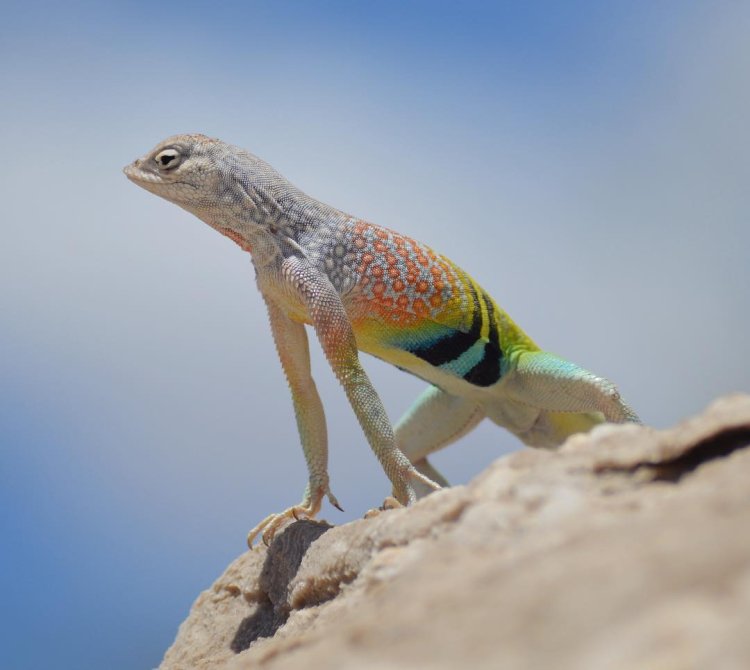 Lizards With Rainbow Skin Color