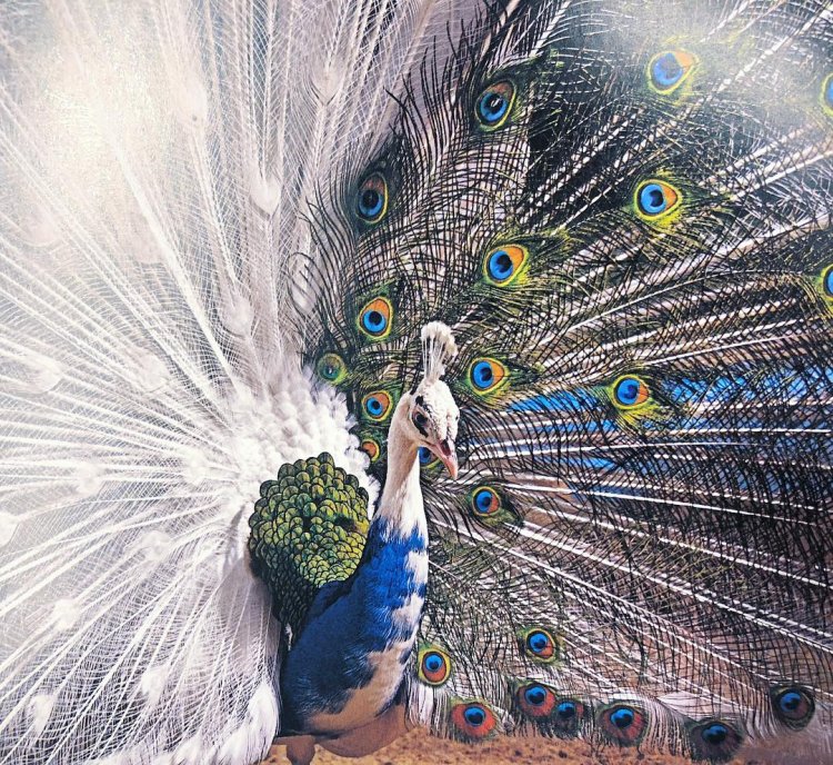 Peacocks That Are Styled Like Lady Gaga