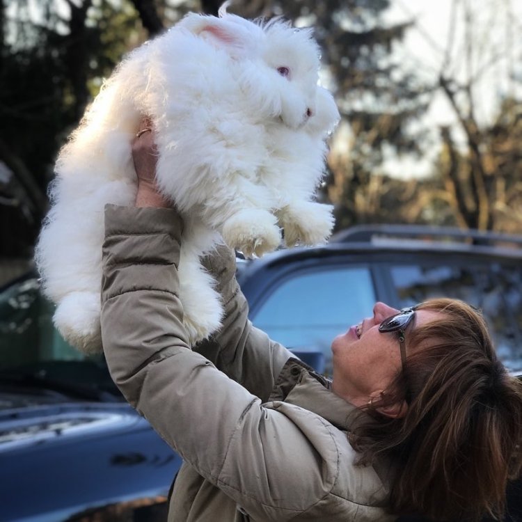 Rabbits That Look Like Dogs