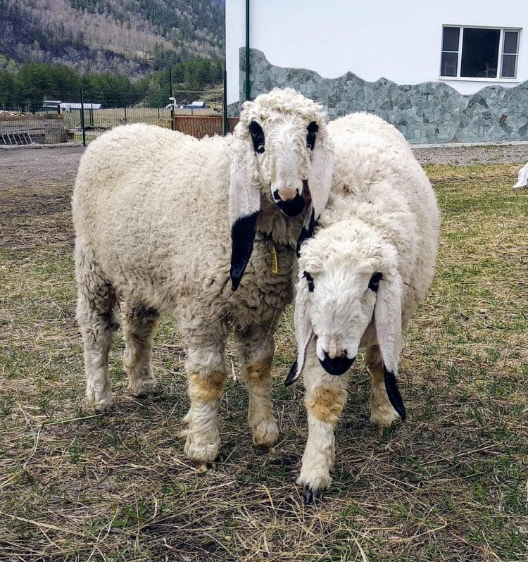 Sheep That Look Like They Are Painted
