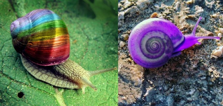 Snail