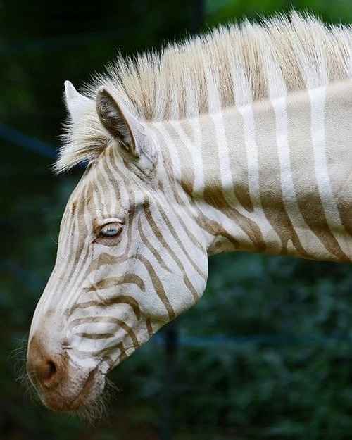 Zebras In Pastel Tones